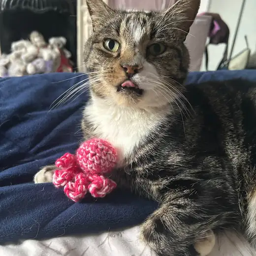 A tabby and white cat with a pink crochet catnip octopus